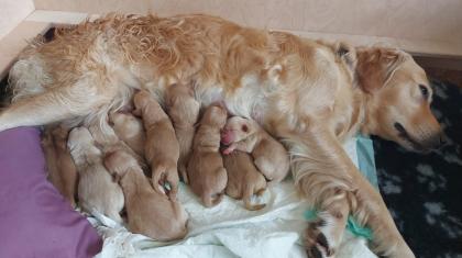 Deckrüde Golden-Retriever mit Erfahrung