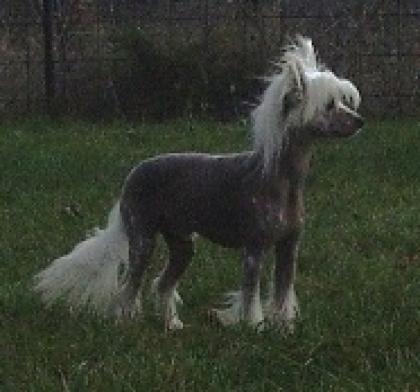 Chinese Crested Ruede mit Papieren 30cm Gross