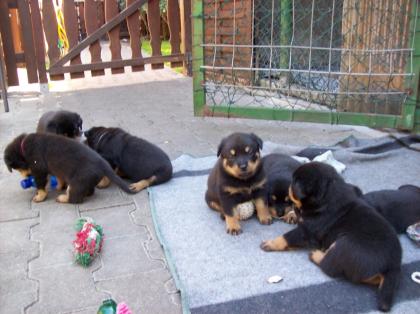 Eine Tolle Rasselbande von Rottiwelpen 6 Wochen alt