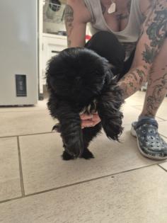 Nur noch2 liebevolles Shih-Tzu Welpen abzugeben die die Welt erkunden möchte