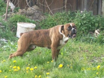 Boxerrüde Jack - 2 Jahre alt