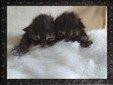 Mit Liebe gezüchtet und bereit für ein neues Zuhause Reinrassige Main Coon Kitten