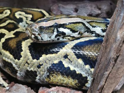 Suche Dunklen Tigerpython 0. 1 Baby