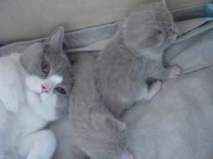 3 Süsse BKH Babys mit Papieren suchen liebevolle Dosenöffner