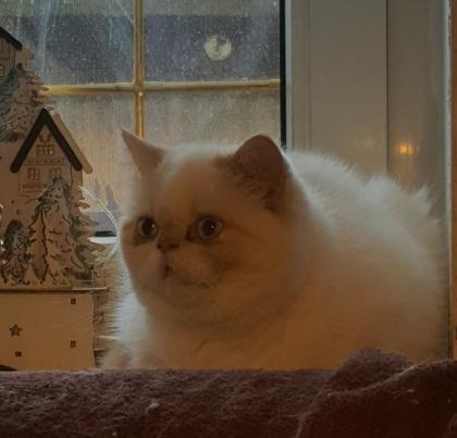 Colourpoint Exotic Shorthair blaue Augen Katze Jungtier