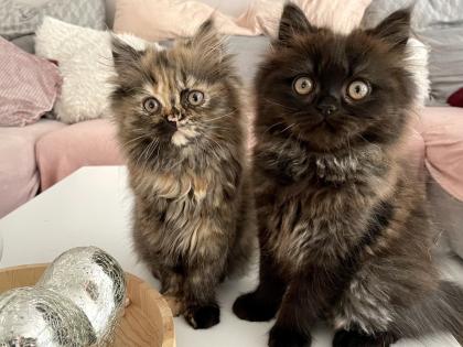Perser Kitten Kätzchen geimpft abgabebereit