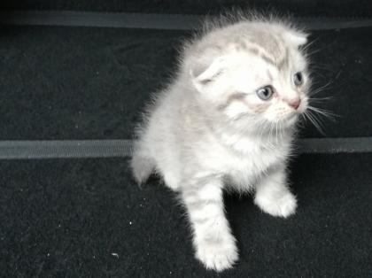 British Kurzhaar Kitten Blue Golden Tabby
