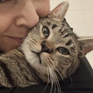 Fundkatze Gino sucht ein Zuhause