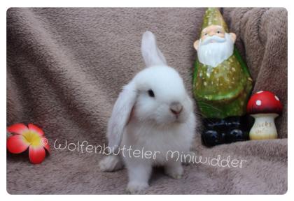 Zwei hübschen Rammlern suchen neues Zuhause