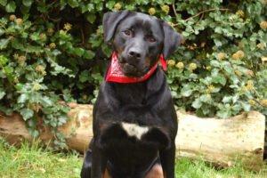 CHOPPER - männlich 2 Jahre 59 cm 36 kg Boxer-Labrador-Mix Gechipt Kastriert