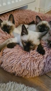 Siam Seal-Point Kitten