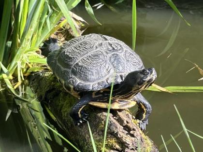 Wasserschildkröte/ Gelbwangenschildkröte in artgerechtes Zuhause - Freilandhaltu