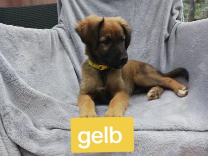 Hundewelpen abzugeben