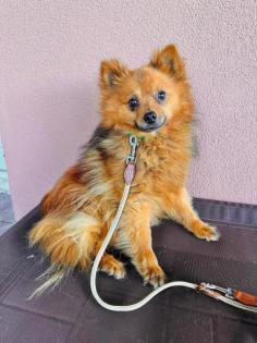 Elrond - Pomeranian -Mischling - schüchtern ängstlich