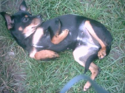Zwergrehpinscher schwarzbraun