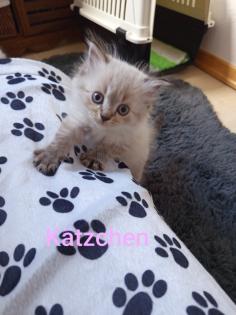 Kitten Heilige Birma