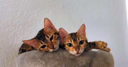 2 junge Bengal Mädchen suchen ein liebevolles zuhause