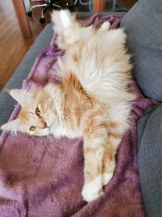 Maine Coon Deckkater wartet auf Damenbesuch