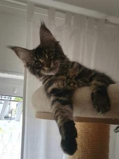. Tolle Maine Coon kitten mit Stammbaum aus seriöser Zucht .