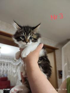 Maine Coon kitten Babykatzen