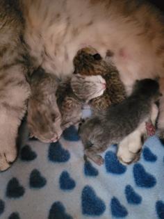 BKH Deckkater sehr erfahren