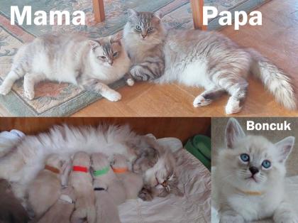 Neva Masquarade Deckkater