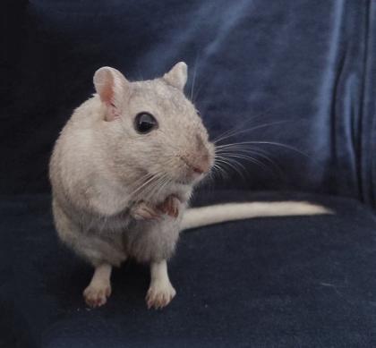 Rennmaus Weibchen 1Jahr alt Kiel
