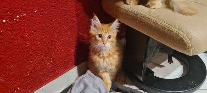 Maine Coon Jungs suchen