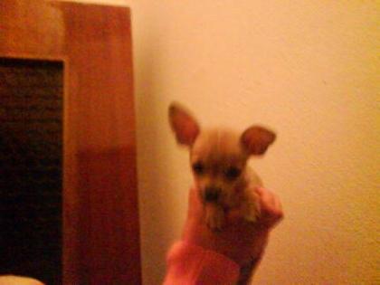 Wunderschöner Chihuahua Minirehpinscher