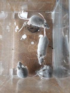 Farbmaus Männchen abzugeben und auch als Tausch ein gesuch