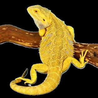 Suche intensiv gelbe Farb-Bartagamen z B. Citrus Citrus Hypo Leatherback etc.