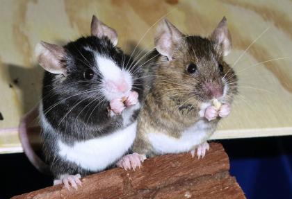 Farbmäuse die bunte Verwandte unserer Hausmaus Mus musculus