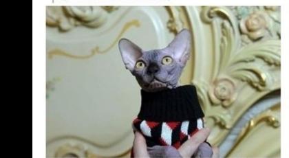 Deckkater reinrassig sucht liebevolle Canadian Sphynx Dame