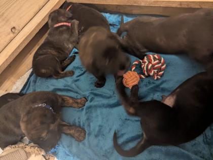 Holländischer Schäferhund x Malinois Welpen