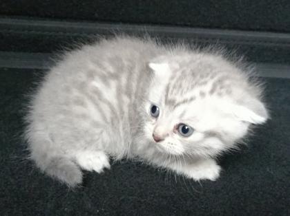 British Kurzhaar Kitten Blue Golden Tabby