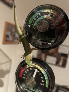 Phelsuma Robertmertensi