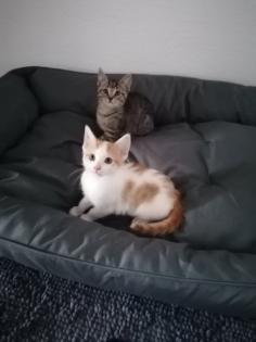 Katzenbabys Kitten Katze
