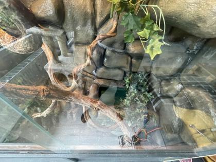 Albino Kornnatter Terrarium sowie Unterschrank und Zubehör