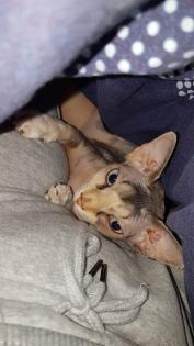 Junge Sphynx Katze sucht liebevolles zuhause