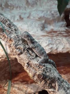 3 Skorpionschwanzgeckos abzugeben