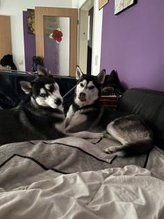 Sibirien Husky Welpen