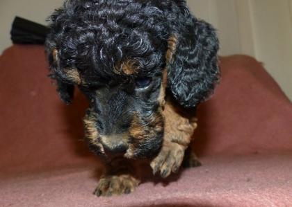 3 süße Kleinpudel Hündinnen Pudel in Brindle Black and Tan Fawn mit Weiß