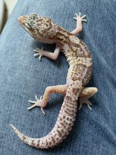 1. 0 Raptor Het Diablo blanko Leopargecko Männchen Enz 22 Übergabe Houten oder Hamm möglich snake r