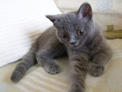 Süße kleine Katzenbabys / Kätzchen / Kitten