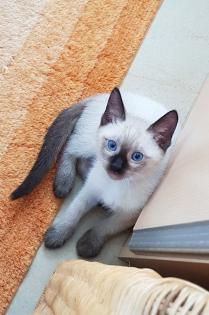 Siam /Thai Kitten Seal Point Babys Kätzchen. Abgabebereit.