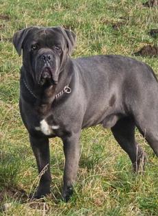 Cane Corso deckrüde