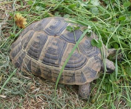Maurische Landschildkröten Testudo graeca ibera eigene Nachzuchten von 2023 22 21 und 20.