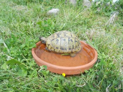 Griechische Landschildkröten THB robuste Ostrasse Nachzuchten aus 2020 2021 und 2022