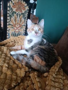 Dreifarbige liebe 10 monate junge Katze abzugeben