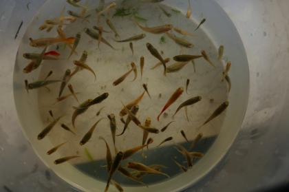 Guppy-Weibchen gelb und normal